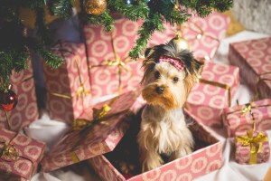 cute-puppy-as-a-christmas-present-surprise-picjumbo-com